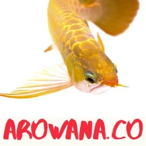 Arowana Promo Codes