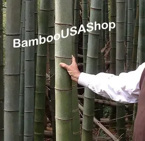 Bamboo Pieces Promo Codes