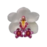 Barrita Orchids Coupons