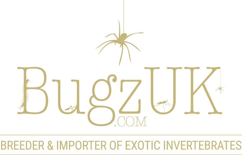 Bugzuk Promo Codes