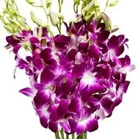 Eflower Wholesale Coupons