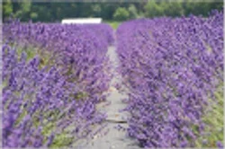 Lavender By The Bay Coupons