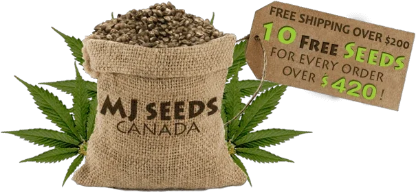 Mjseedscanada Promo Codes