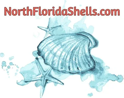 North Florida Shells Promo Codes