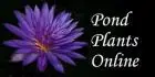 Pond Plants Online Coupons