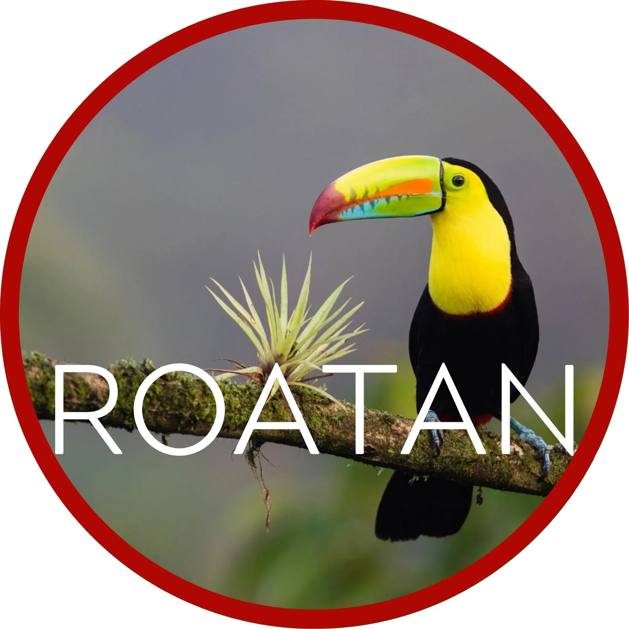 Roatan Promo Codes