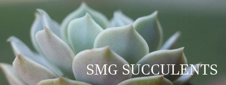 Smg Succulents Promo Codes