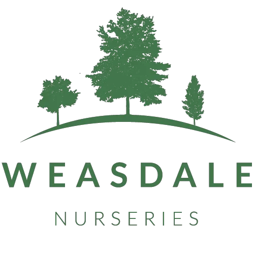 Weasdale Promo Codes