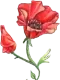 Wild Poppy Florist Promo Codes